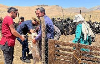 Şırnak’ta küçükbaş hayvanların küpe ve aşıları...