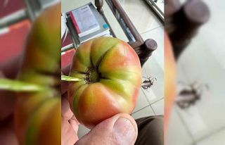 Şırnak’ta şaşkına çeviren olay, domatesin...