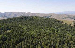 Sivas’ta ormanlara giriş yasaklandı