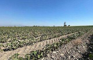 Söke Ovası’nda tarımsal sulama suyu krizi giderek...