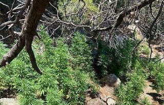 Söke’de 495 kök kenevir ele geçirildi