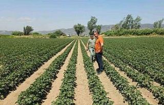 Söke’de ayçiçeği ve pamuk tarlaları incelendi