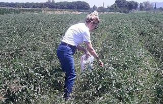 Söke’de hasat öncesi pestisit kontrolü yapıldı