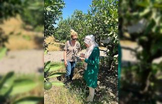 Söke’de tarla ve bahçelerde zararlı kontrolleri...