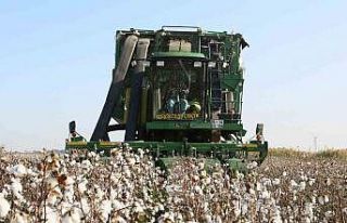 Sökeli pamuk üreticilerine ’beyan’ duyurusu