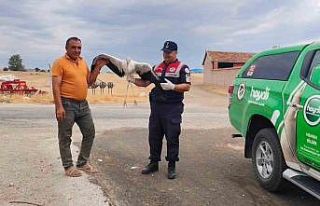 Sorgun’da bulunan yaralı leylek tedavi altına...