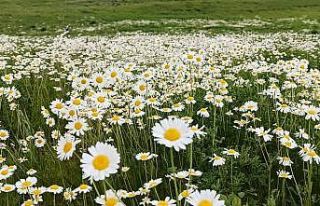 Süphan Dağı eteğindeki Sütey Yaylası’nda papatya...