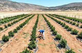 Susuzluk nedeniyle tarım yapılamayan ilçe arıtma...