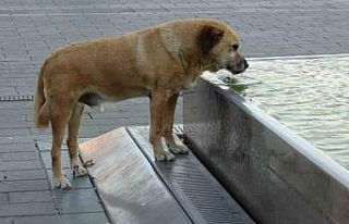 Taksim’de sıcak hava bunalttı: Vatandaşlar gölgelere...