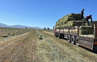 Talas Belediyesi’nden yem desteği