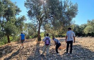Tarihi zeytin yolları gün yüzüne çıkarılıyor