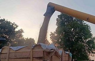 Tarım şehri Bilecik’te arpa ve buğday bereketi