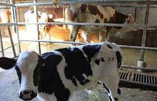 Tarım ve Orman Bakanı Yardımcısı Gümen’den...