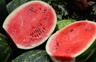 Tarladaki karpuz için öneri: "Belediyeler hasat...