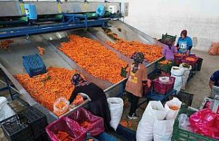 Tarladan sofraya havuç kadınların ellerinden geliyor