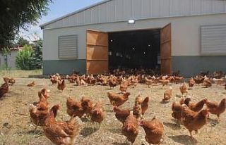 Tavuk eti üretimi Mayıs ayında yüzde 1,8 arttı