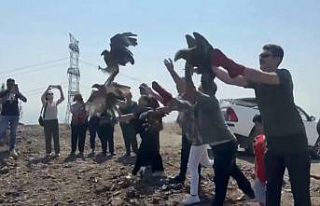 Tedavileri tamamlanan 11 yabani kuş doğaya salındı