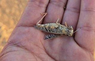 Tekirdağ’da çekirge istilası