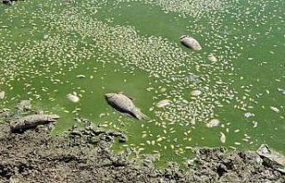 Tekirdağ’da gölet kurudu, balıklar öldü