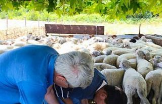 Tekirdağ’da kuzular küpelenip aşılandı