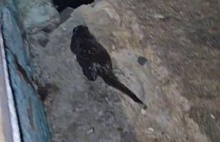 Tekirdağ’da Marmara Denizi kıyısında su samuru...