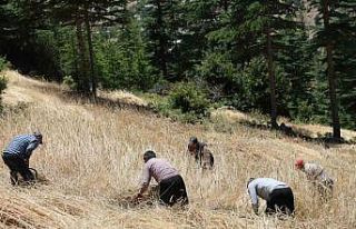 Teknolojinin ulaşamadığı tarlalarda ellik ve orakla...
