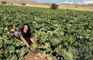 Tercan’da çerezlik kabak üretimi yaygınlaşıyor