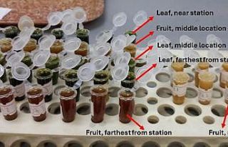 Termik santral çevresindeki zeytinlerde ağır metal...