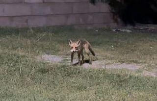 Tilkilere ziyafet, doğaya ihanet: Ekşisu’da duyarsızlık...