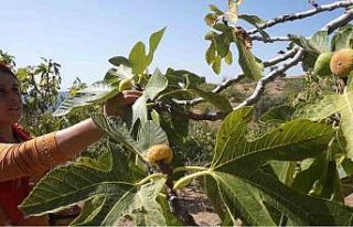 Tire’de incir hasatında işçi maaşı 90 bin TL...