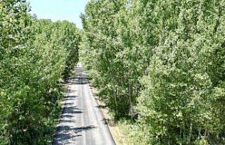 Tokat’taki köy yolu ağaç tüneli ile kartpostallık...