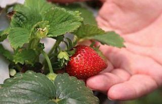 Topraksız yerde yetişen çilekler damak çatlatıyor