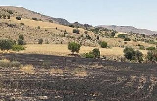 Tunceli’de 34 dönüm arpa yangında kül oldu