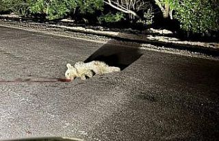 Tunceli’de aracın çarptığı yavru ayı telef...