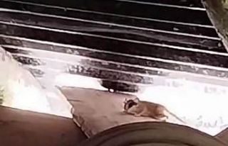 Tunceli’de ilk kez görüntülendi, sevimli hareketleriyle...