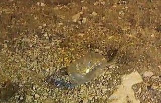 Tunceli’de kız yurdunda yakalanan engerek doğaya...