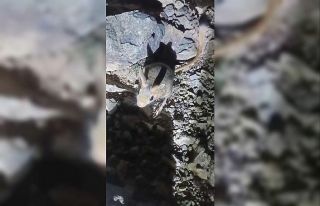 Tunceli’de nesli tükenme tehlikesi altında bulunan...