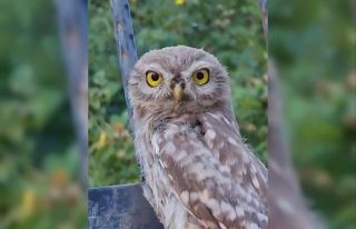 Tunceli’de yavru baykuş, kendisini seven vatandaştan...