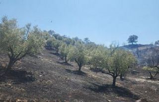 Turgutlu Derbent’teki yangın büyümeden söndürüldü