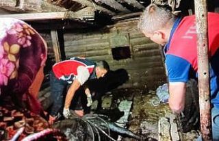 Türkeli’de ahır çöktü, büyükbaş hayvan kurtarıldı