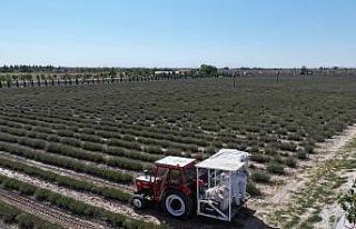 Türkiye’nin en büyük Lavanta Bahçesi’nde hasat...