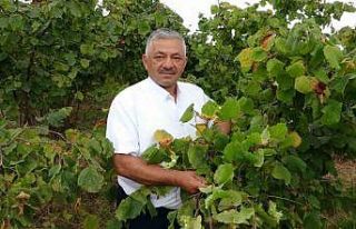Türkiye’nin fındık rekoltesinde ciddi düşüş