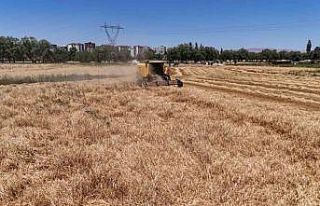 Türkiye’nin tahıl ambarında hasat başladı,...