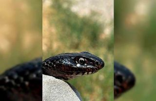 Tuvalete giren karayılan, yakalanarak doğal ortamına...