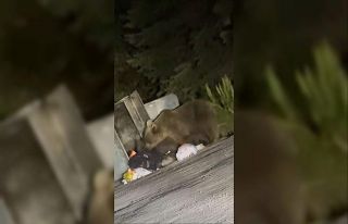 Uludağ’da aç kalan ayılar çöplere dadandı