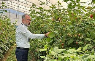 Uludağ’dan Sırbistan’a ahududu üretiminde uluslararası...