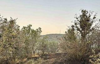 Uşak’ta meşelik alana sıçrayan yangın kontrol...