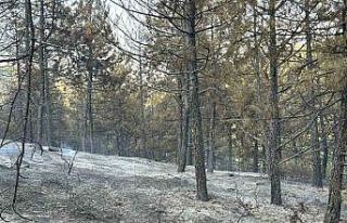 Uşak’taki orman yangını kontrol altında