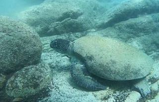 Uzman isim Caretta caretta ısırma vakalarının...