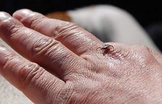 Uzmanlardan kene uyarısı